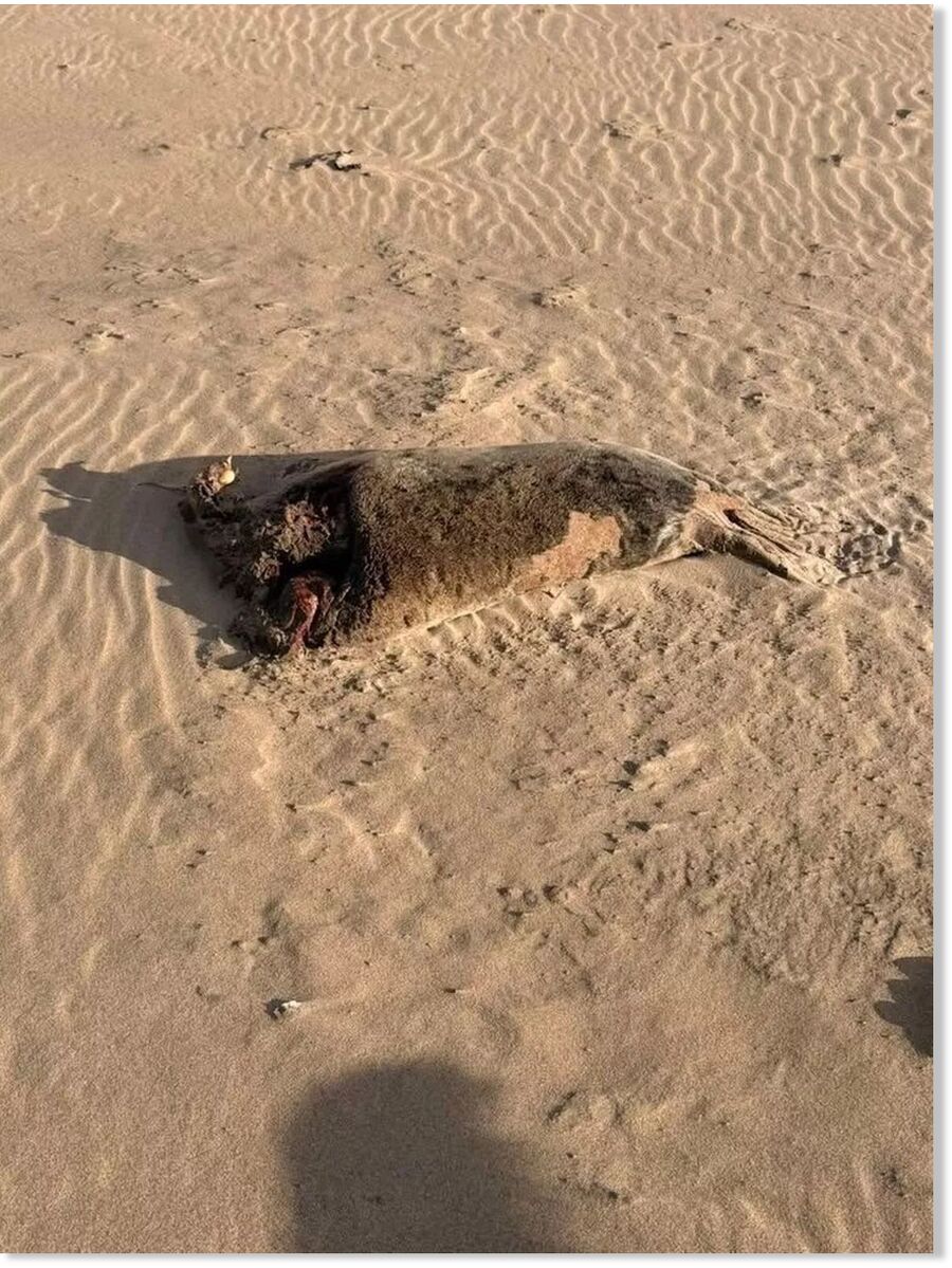 Three of the seals did not have a head