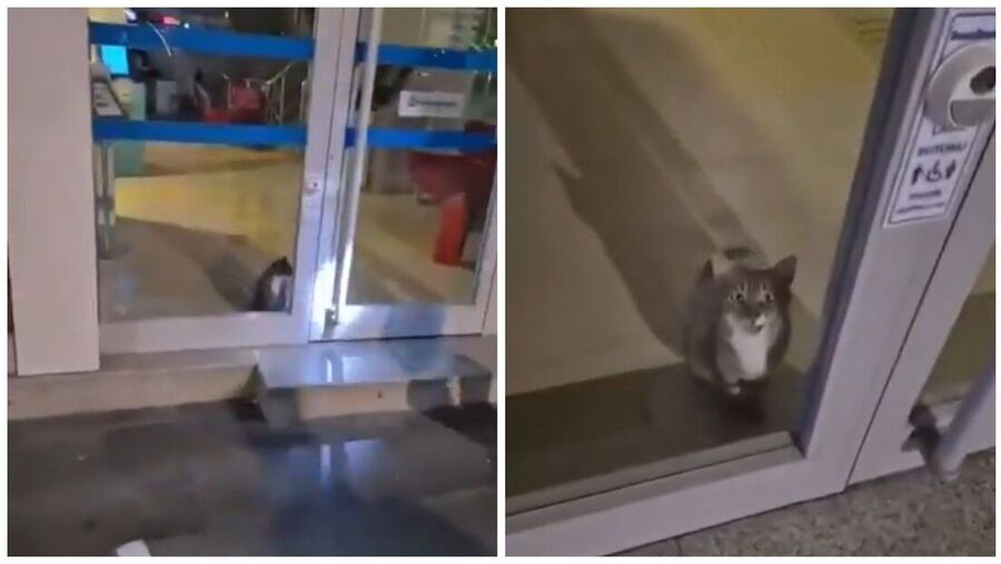 Cat Bank