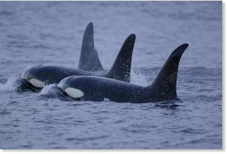 Killer Whale