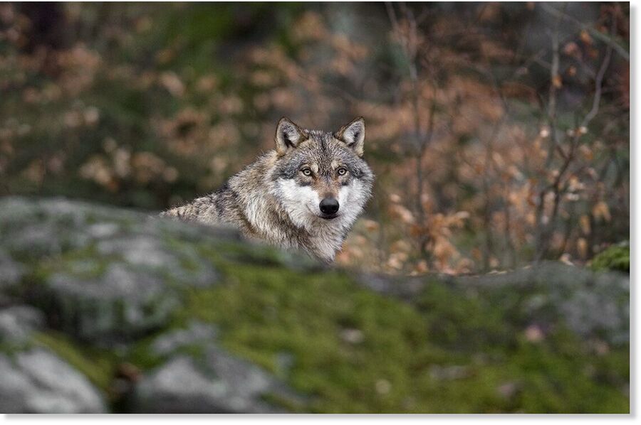 In northern Tajikistan, a wolf attacked two local shepherds, injuring them; illustrative photo