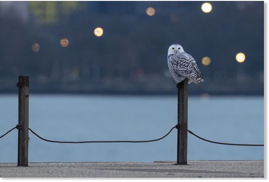 A snowy owl perches on a fence post Tuesday at Montrose Beach.
