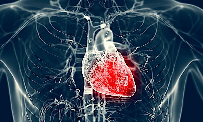 Heart tissue