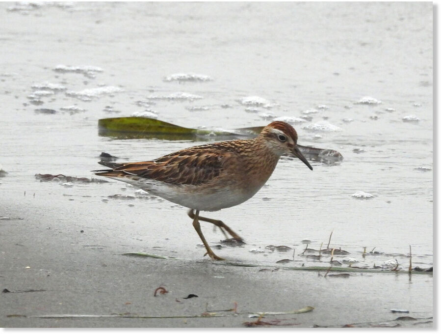 A rare, golden-toned sharp-tailed sandpiper walking in the mud at Elsie Roemer as the author first saw a bird she didn’t recognize.