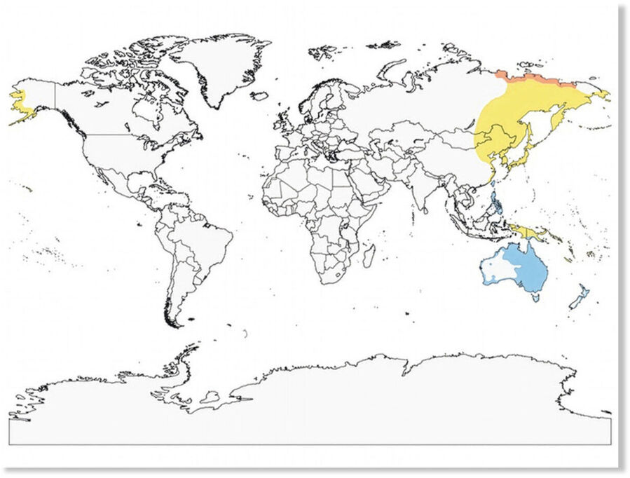 A range map in Birds of the World shows the sharp-tailed sandpiper’s breeding range in yellow and wintering range in blue.