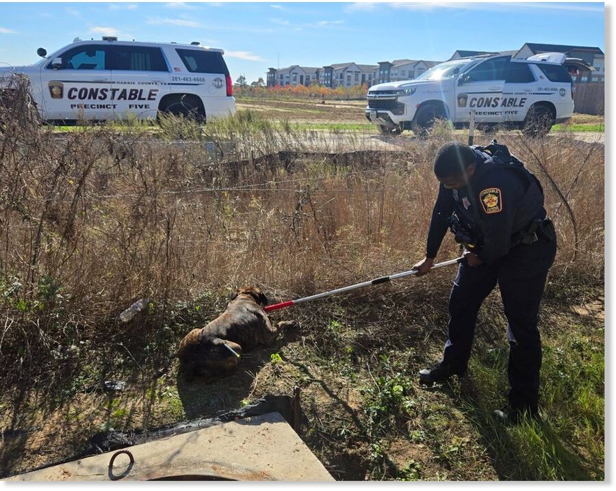 Harris County authorities detain a dog allegedly involved in the killing of a 62-year-old man.