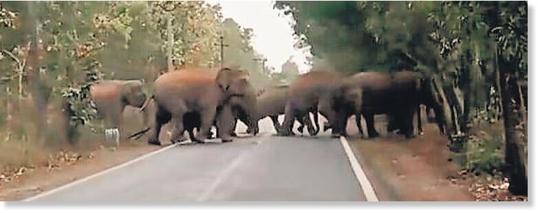 The elephant herd from Jharkhand crossing a road in Raibania.