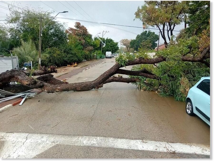 Clic para aumentar Trees uprooted in moshav Matzliah due to strong winds