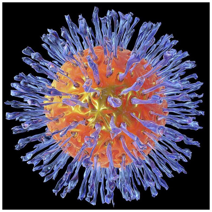 Herpesvirus