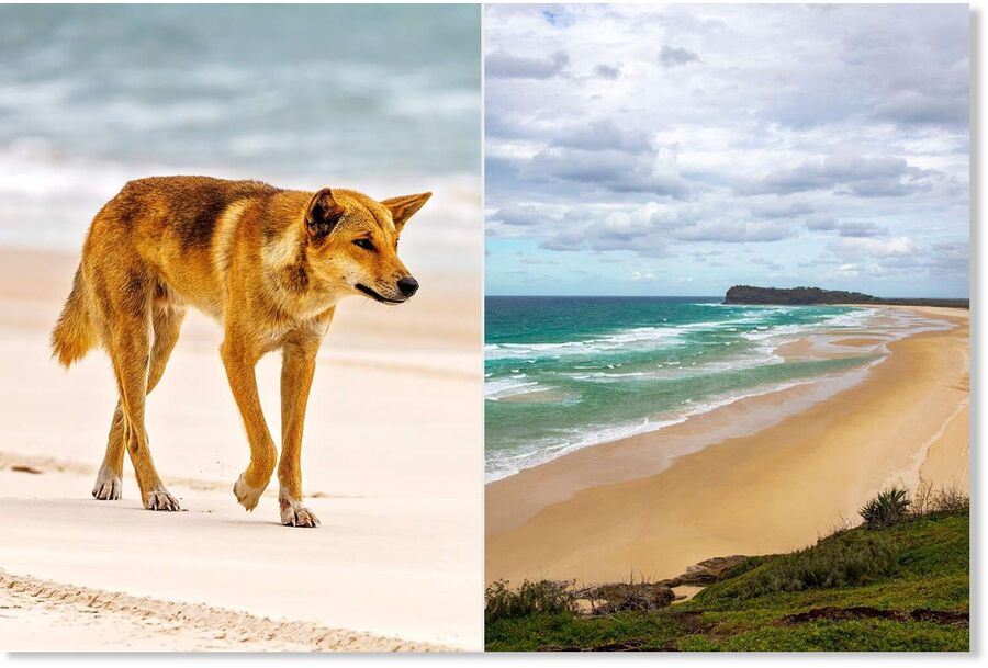 A dingo; Fraser Island K'gari.