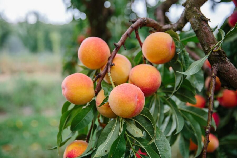 Unas nectarinas en un árbol. Redes sociales