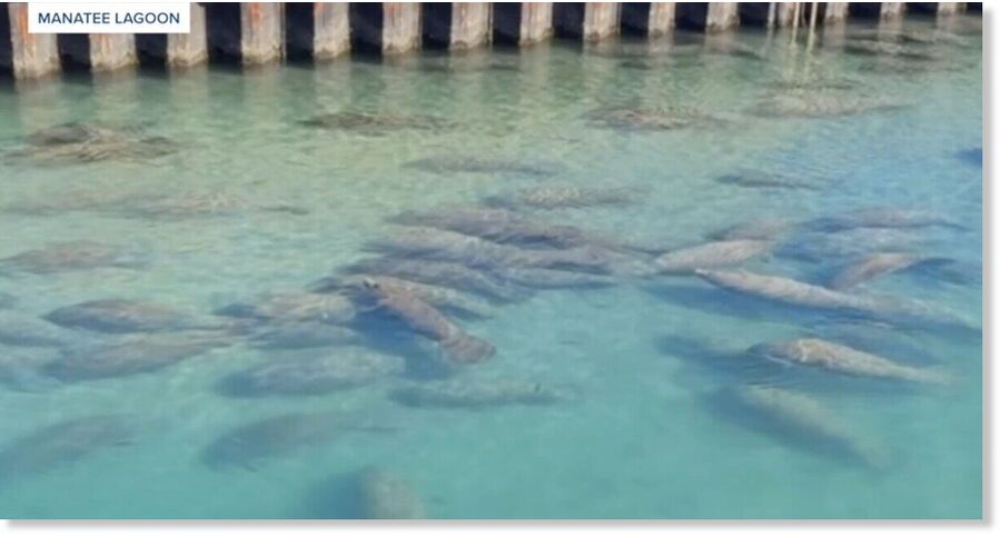 160 manatees spotted at Manatee Lagoon amid cold snap