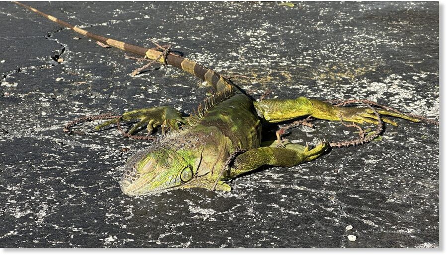 A cold-stunned iguana on the ground in North Bay VIllage, Florida on Feb. 1, 2026.