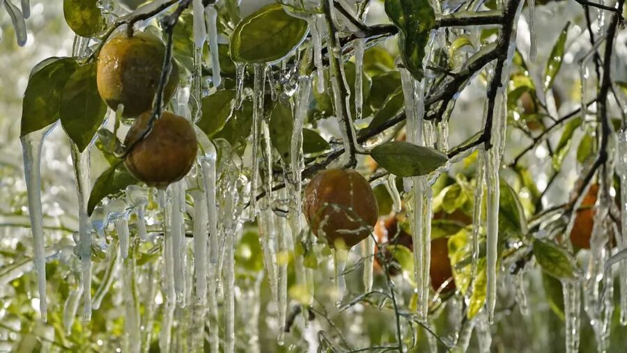 Hielo adherido a un naranjo en Plant City, Florida. Una inusual ola de frío afectó al estado.