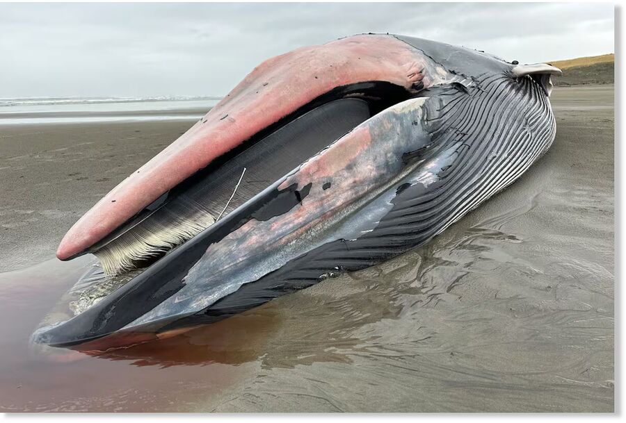 A dead fin whale washed ashore on Sunset Beach in Clatsop County, Ore., on Feb. 7, 2026.