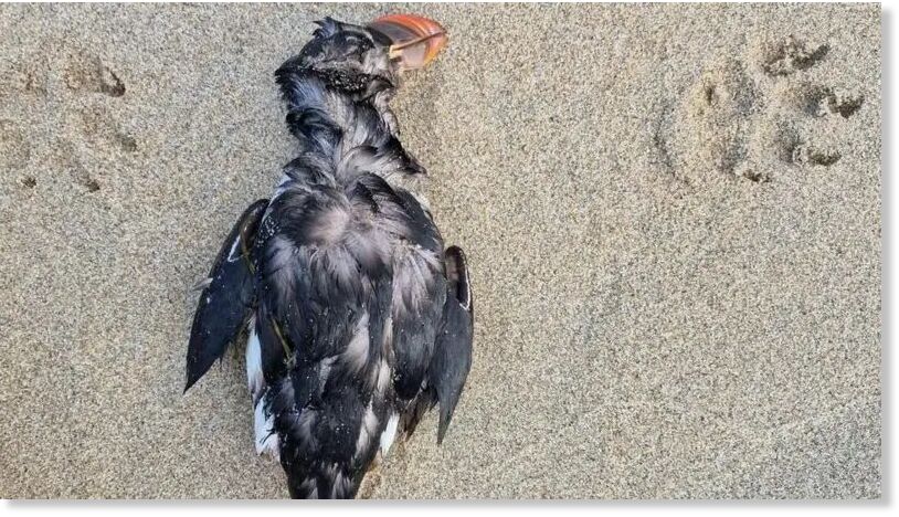 Puffins wintering at sea have been unable to feed due to storms
