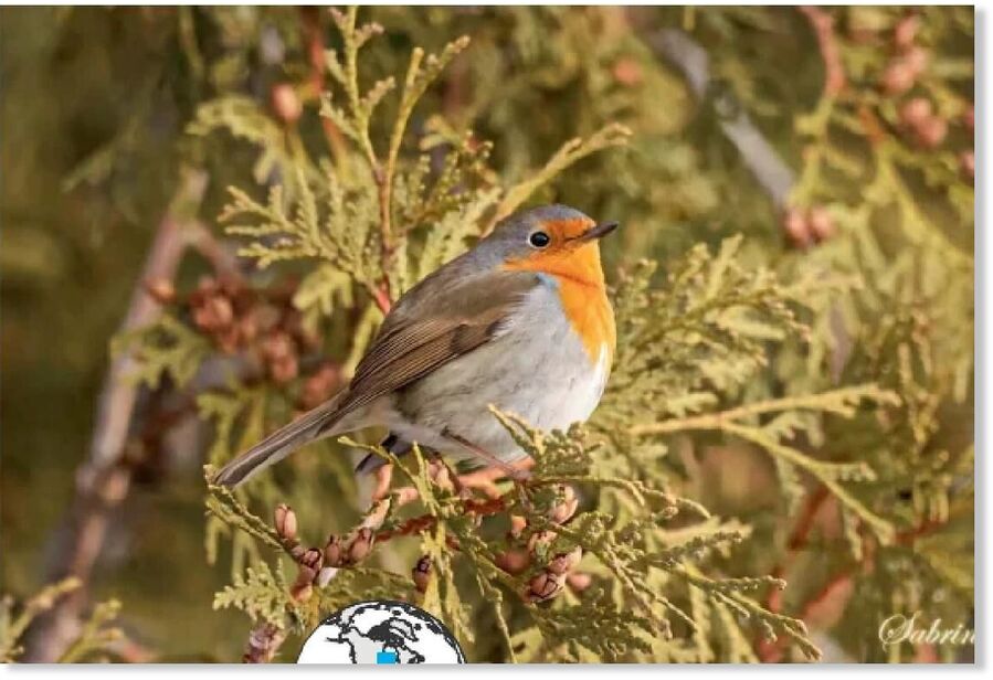 The European robin has appeared in the middle of a freezing Montréal winter.