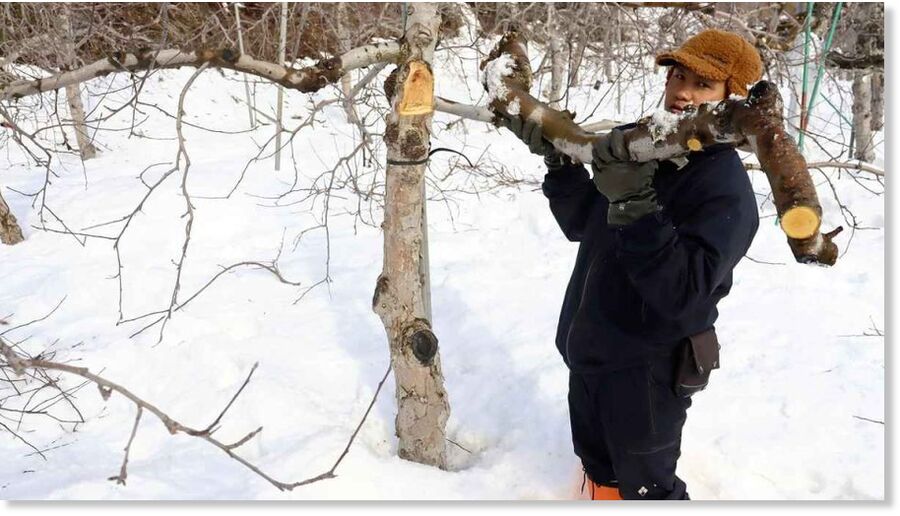 A farmer holds a branch that broke off an apple tree due to snow in Hirosaki, Aomori Prefecture, on Feb. 16. “This is useless,” he said.