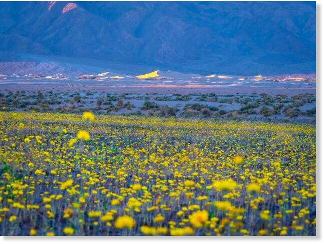 The National Park Service said the colorful display is being fueled by multiple rounds of rain since autumn, with blooms expected to continue at low elevations into mid-late March
