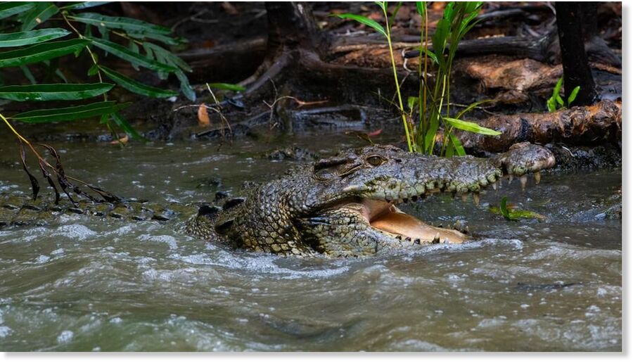 Crocodiles are on the move in flood-affected Northern Territory, making rivers and streets extremely dangerous for residents