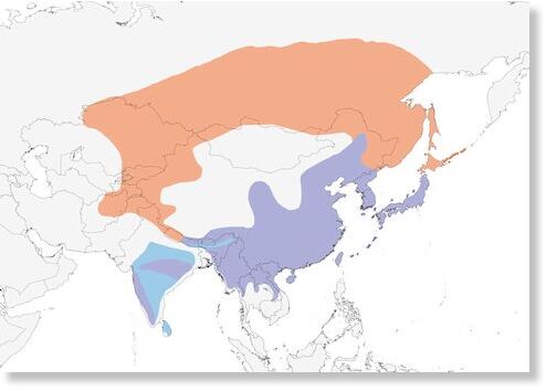 Distribution of the Oriental Turtle-Dove