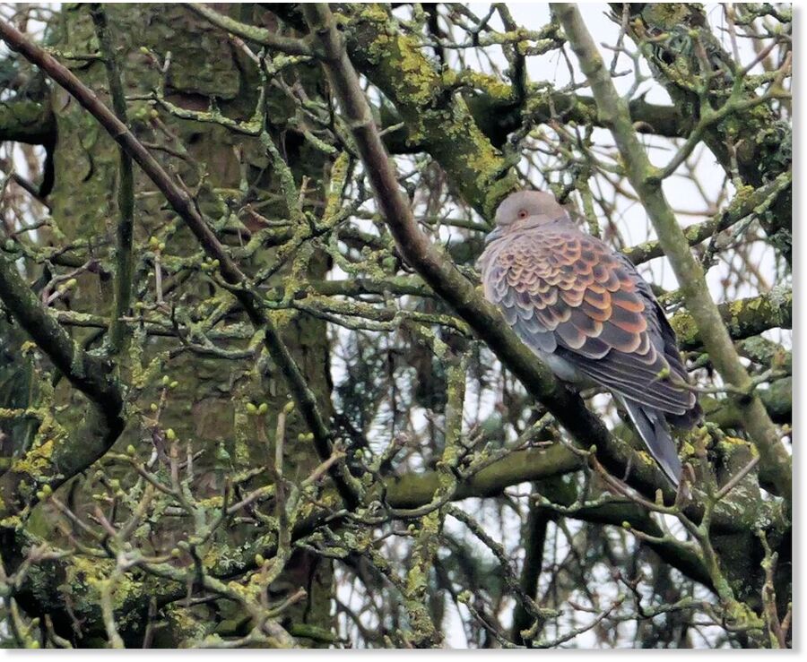 Oriental Turtle Dove, Lisburn, Antrim (Richard Caves).
