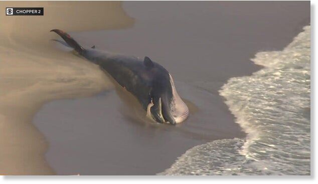 A 45-foot whale was found lying on Rockaway Beach in Queens Thursday.