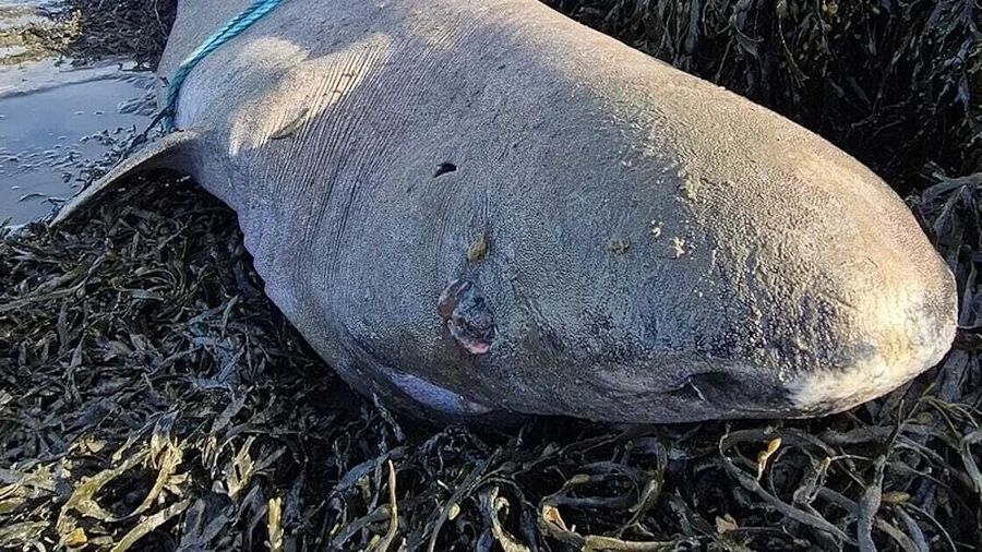 greenland  shark ireland rare