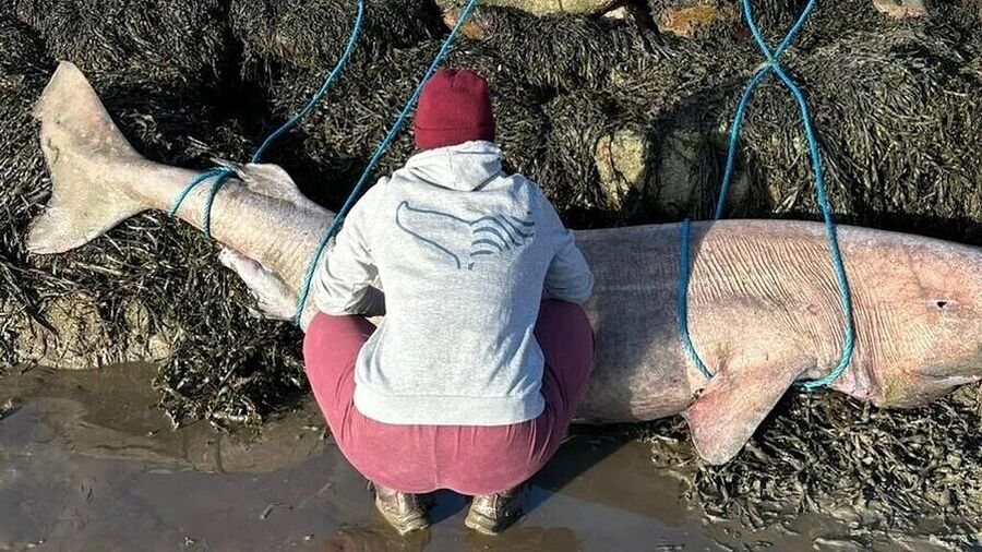 dead greenland shark ireland