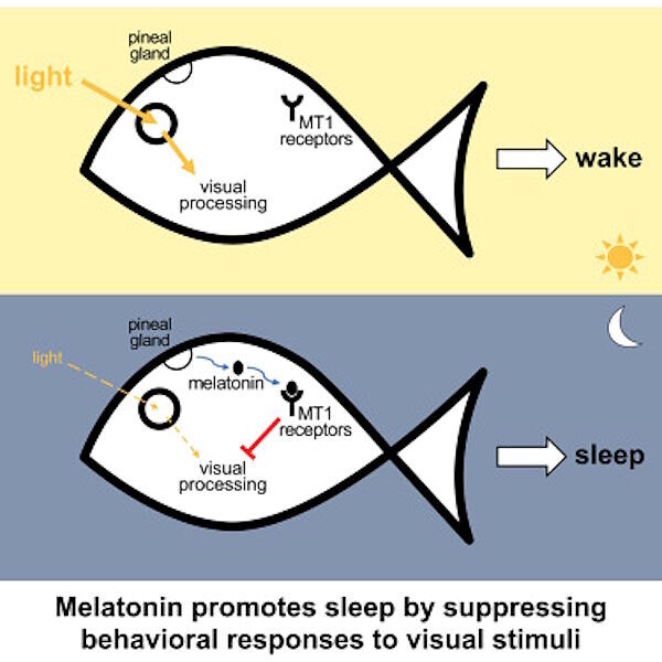 sleep research melatonin fish model