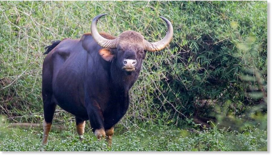 Bisonte indio