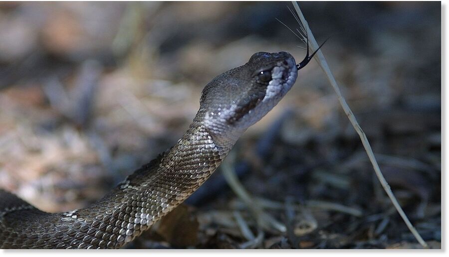 Rattlesnakes are the only native venomous snakes typically found in California