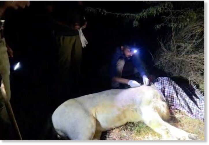 4-year-old killed in lion attack in Una; Animal captured after night-long operation