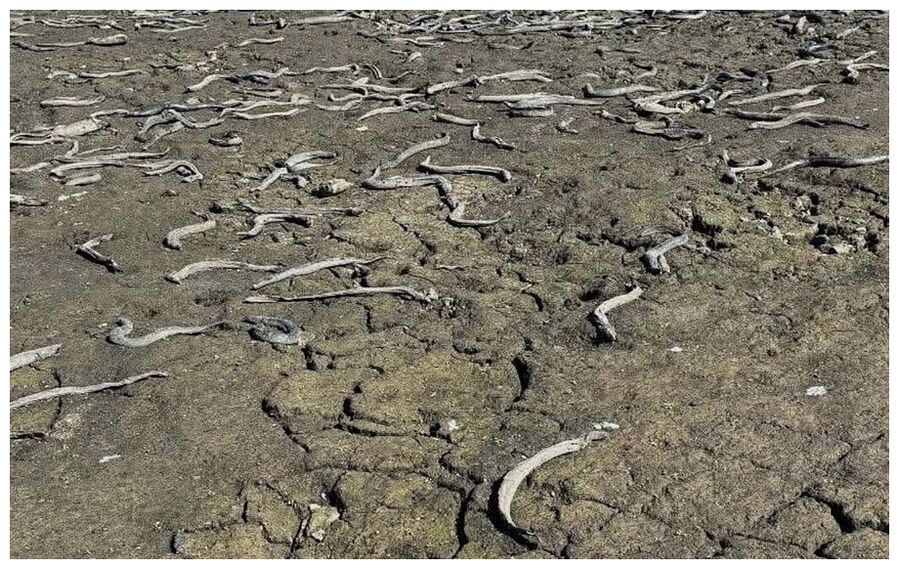 Dead Eels