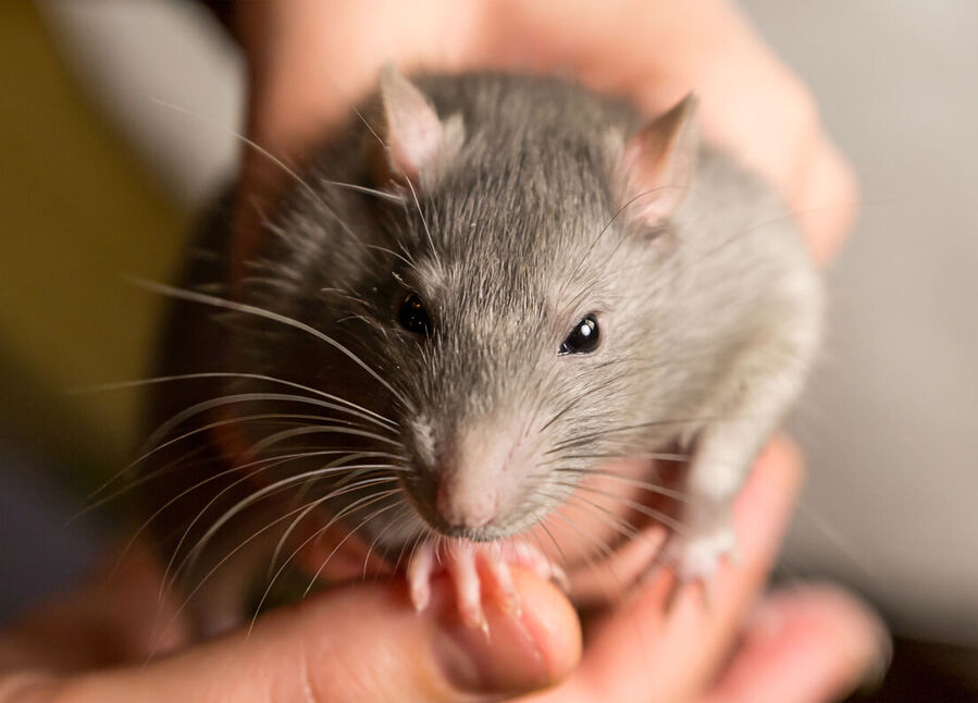 Mouse
