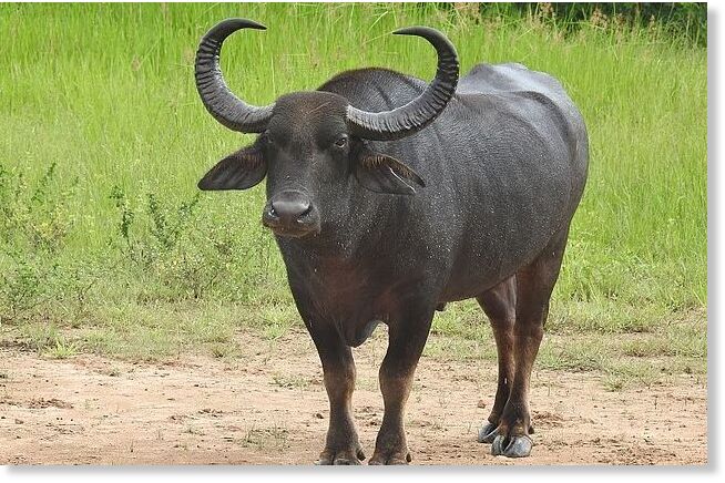 A domestic buffalo , representative image