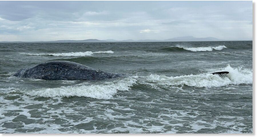 A deceased Gray Whale has washed ashore off West Beach Rd at North Sunset Beach.