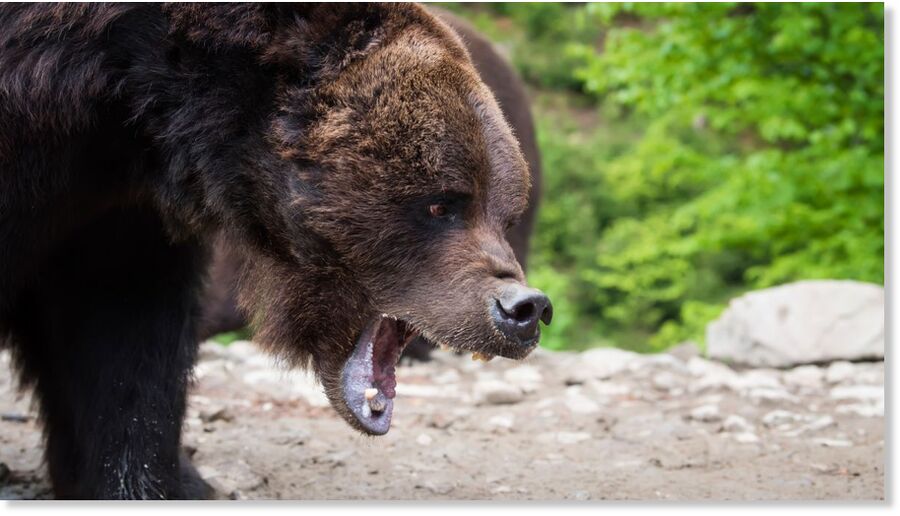 Witnesses cited in Bulgarian media said the man tried to fend off the animal with a stick.
