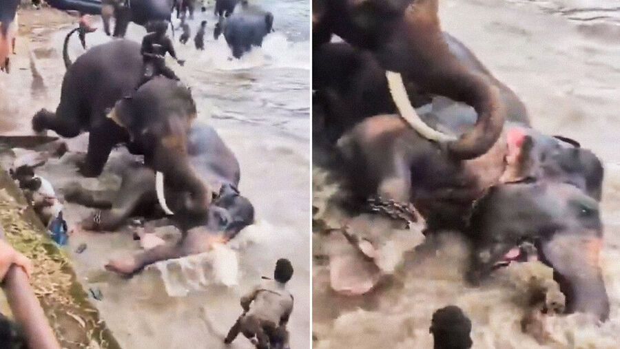 Elephant accidentally