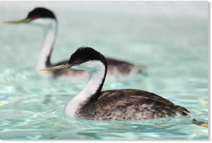 A pair of western grebes are being nursed back to health at the International Bird Rescue in San Pedro.
