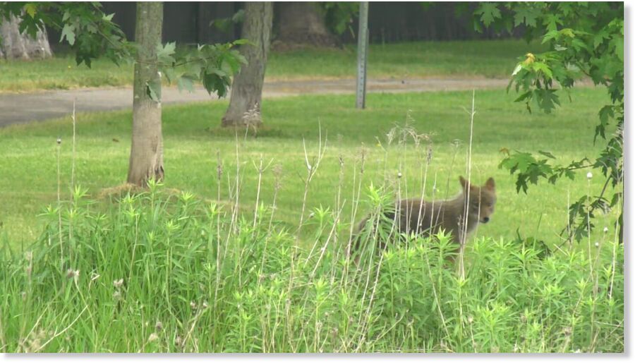 CTV's Kimberley Johnson spotted several coyotes at Lalande Conservation Park on Saturday, June 6, 2026.