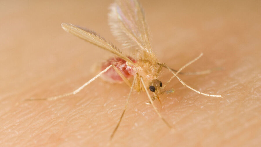 Mosca de arena