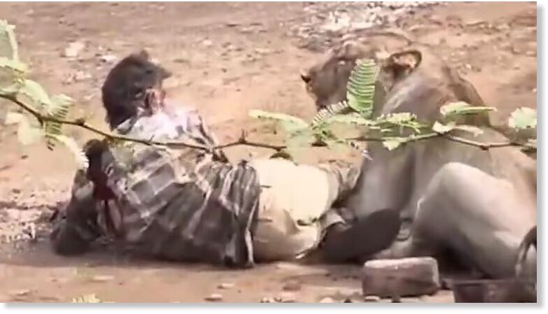 Clic para aumentar Screengrab of the video where the lioness attacked a cattle keeper.