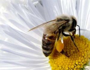 Sin un claro motivo, las abejas han comenzado a desaparecer en muchos paises desde el 2006.