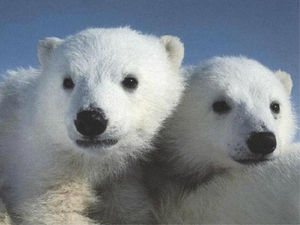Documental BBC osos polares