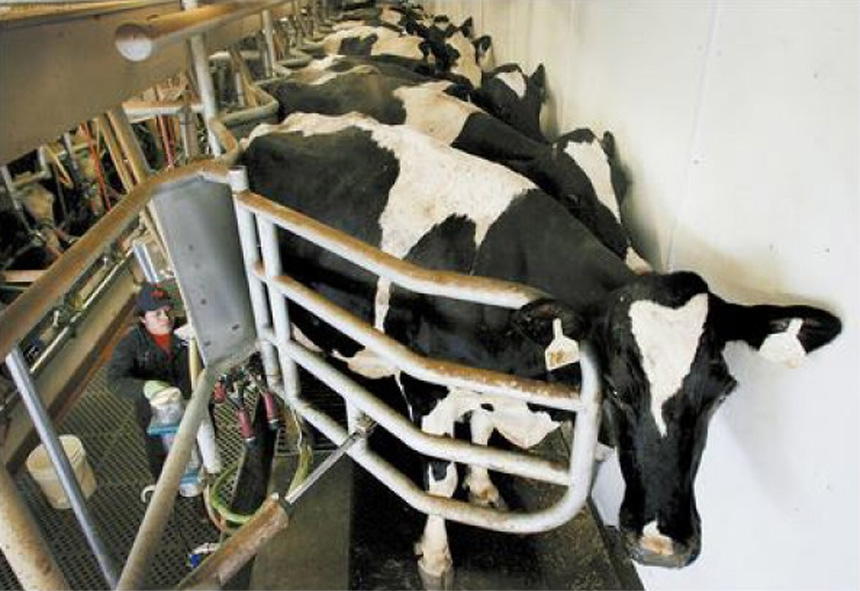 Vacas lecheras