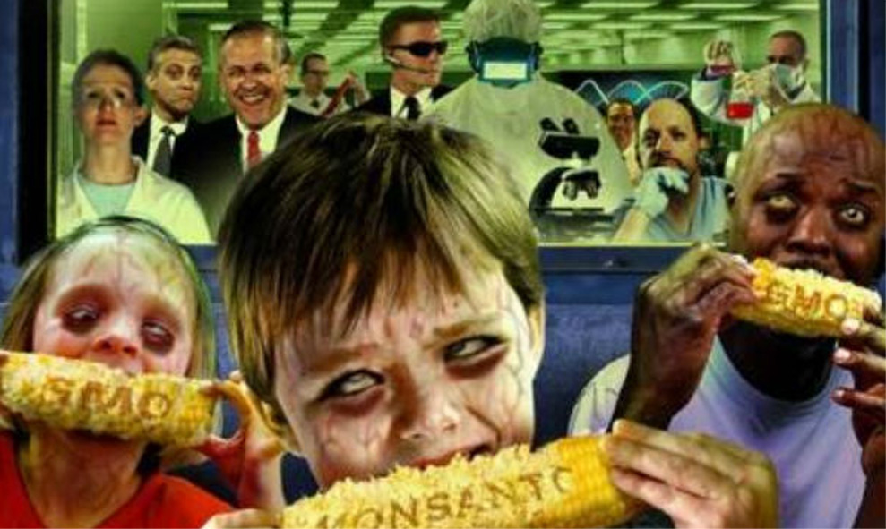 Maíz transgénico de Monsanto
