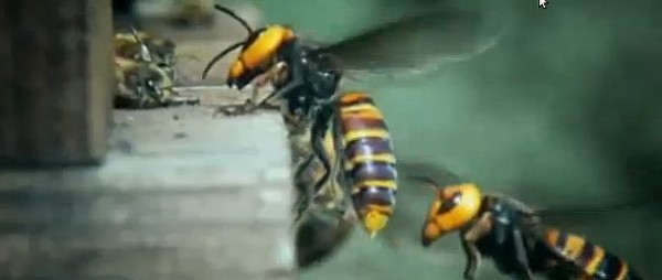 Avispas en panal de abejas