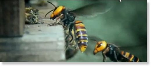 Avispas en panal de abejas