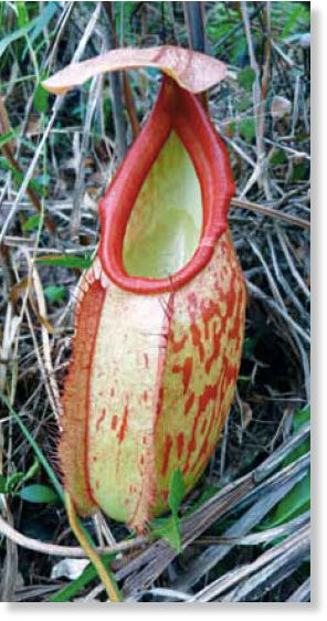 Nepenthes holdenii