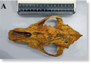 Cráneo de perro doméstico 33.000 años